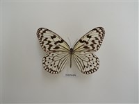 藏品(大白斑蝶)的圖片